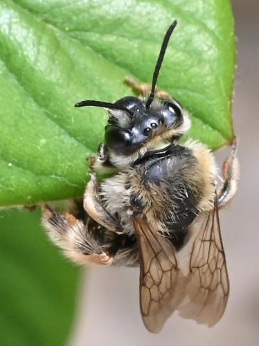 Eucera sp.